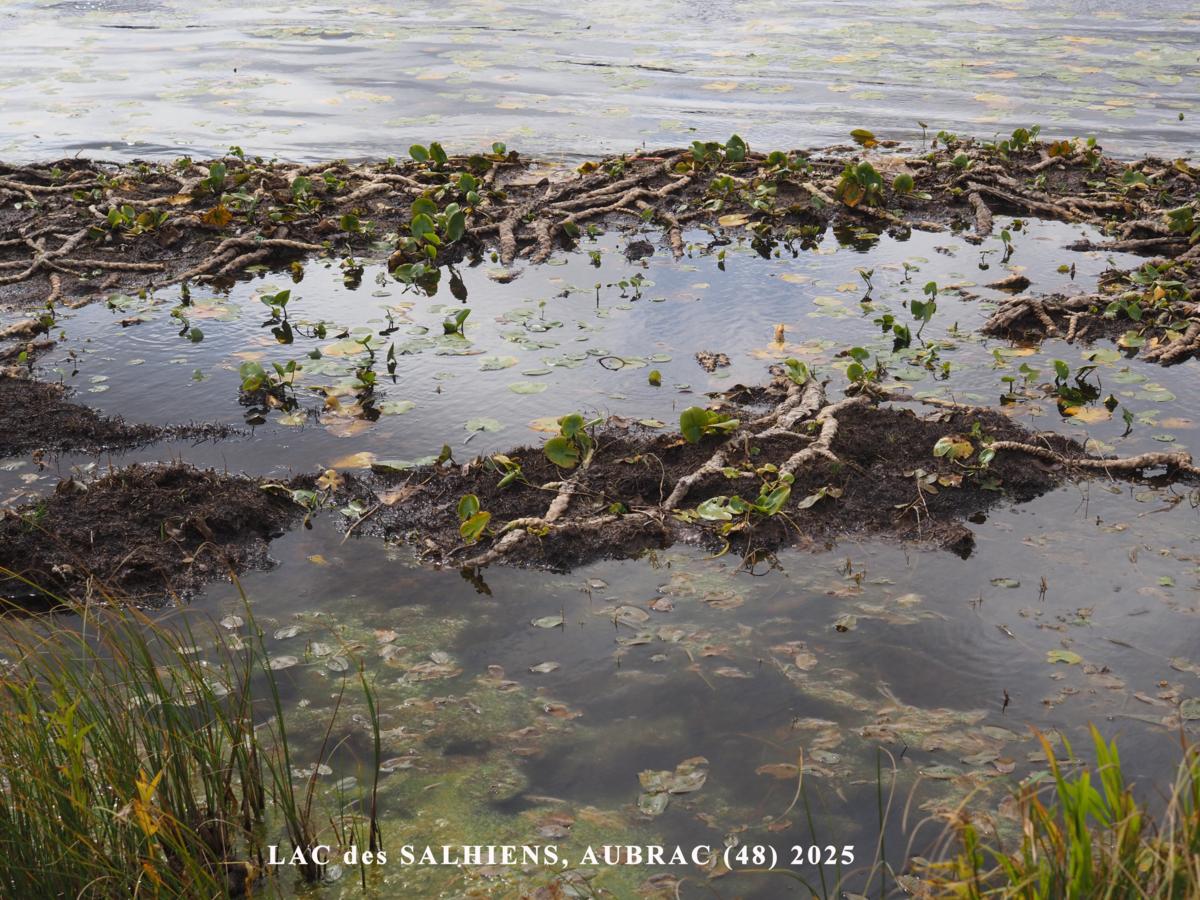 Water-lily, Least plant